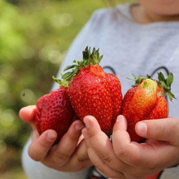 Fragaria ananassa 'Colossus', Giant Strawberry